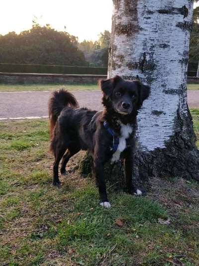 Hund aus dem Spanischen Tierschutz-Beitrag-Bild