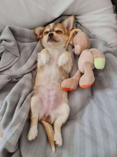 Fotochallenge Nr.65-Beitrag-Bild