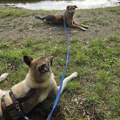 Hundetreffen-Gassi gehen jeder Hund ist großartig von kleine-große-Bild