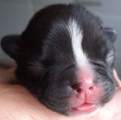 Französische Bulldoggen-Beitrag-Bild