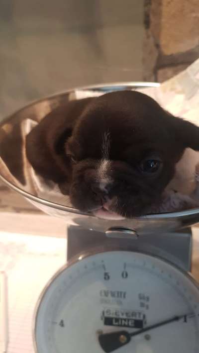 Französische Bulldoggen-Beitrag-Bild