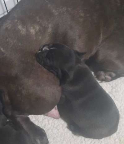 Französische Bulldoggen-Beitrag-Bild