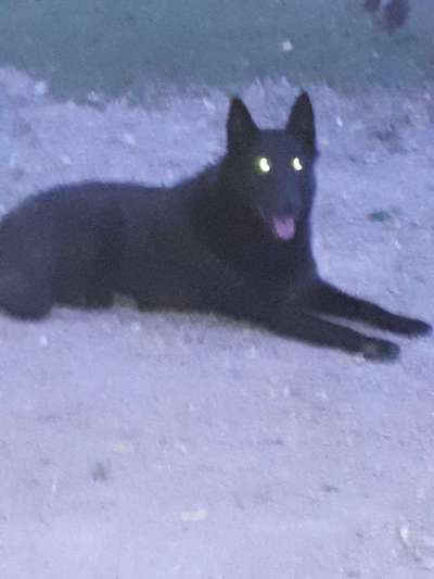 Welche Hunderasse-Beitrag-Bild