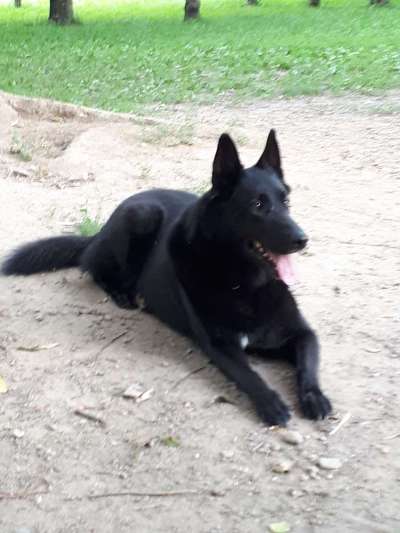 Welche Hunderasse-Beitrag-Bild