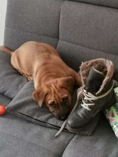 Foto-Challenge: Der unschuldige Hund:"Ich war's nicht!"-Beitrag-Bild