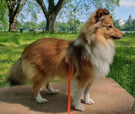 Gehören Hunde ins Restaurant?-Beitrag-Bild