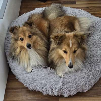 Hundetreffen-Sheltie Treffen-Bild