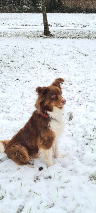 Wo sind die Aussies??-Beitrag-Bild