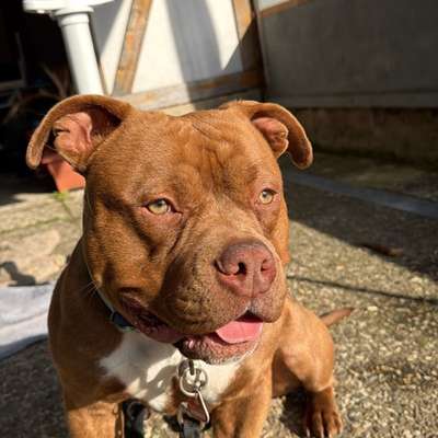 Hundetreffen-Hundefreund gesucht-Bild