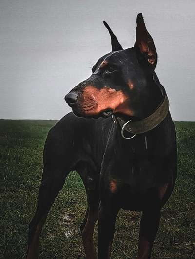 Wo sind hier die Dobermänner-Beitrag-Bild