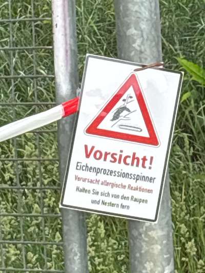 Giftköder-Eichenprozessionsspinner-Bild