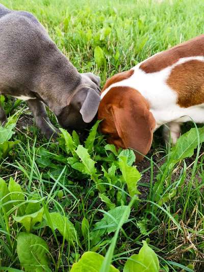 Die Dogorama Wochen Challenge "Friends will be Friends"-Beitrag-Bild