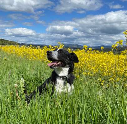 Die Dogorama Monats Challenge "Es grünt und blüht"-Beitrag-Bild