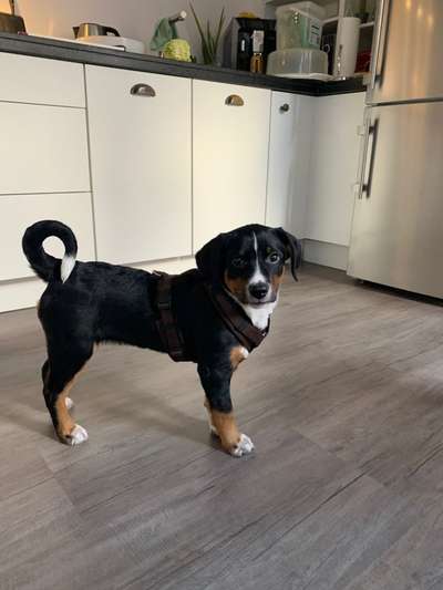 Berner Sennen-Beitrag-Bild