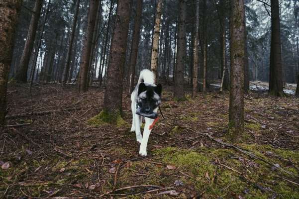 Nordische Hunde-Beitrag-Bild