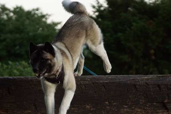 Challenge Nr. 16         Dynamik - Dein Hund in Bewegung-Beitrag-Bild