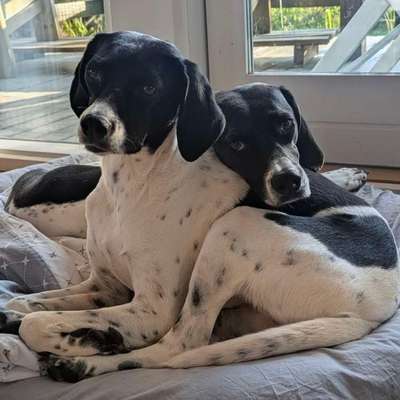 Hundetreffen-Suche für unsere Beiden Griechinnen Hund(e) zum mitlaufen-Bild