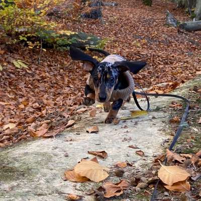 Hundetreffen-Spiel- und Spaziergangsrunden gesucht-Bild