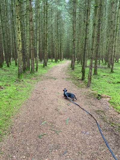 Hundetreffen-Waldspaziergang in Mettenheim Hart Forst-Bild