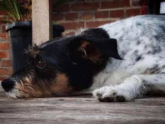 Zeigt mal die schönsten Bilder von euren Hunden !-Beitrag-Bild