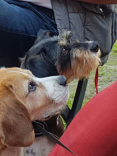 Bester Freund, Hundekumpel - zeigt her!-Beitrag-Bild