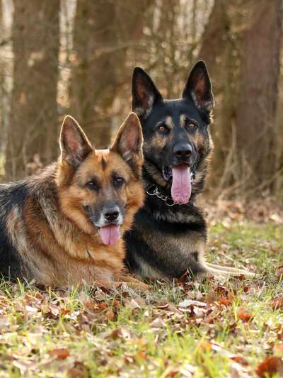 Alles rund um den Schäferhund, diskutieren erwünscht.-Beitrag-Bild