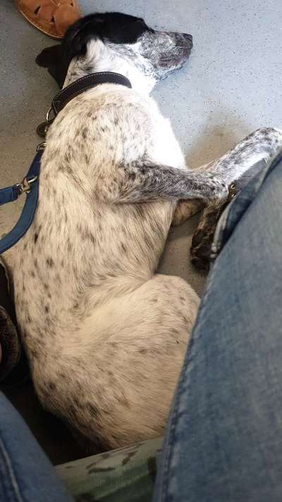 Die Dogorama Wochen Challenge-Beitrag-Bild