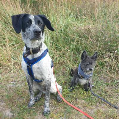 Hundetreffen-Training + spielpartner/in gesucht-Bild