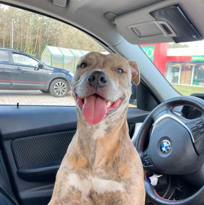 Hundetreffen-Hundewiese Lingen 🐾-Bild