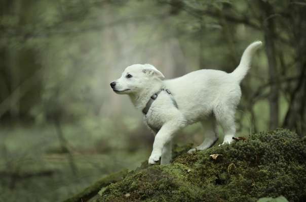 Schäferhund-Beitrag-Bild