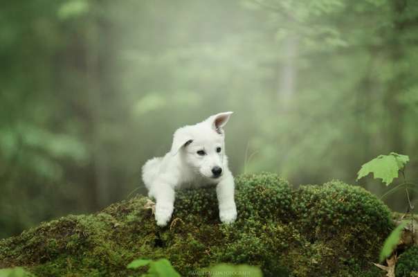Die wunderschöne Welt mit Hund.-Beitrag-Bild