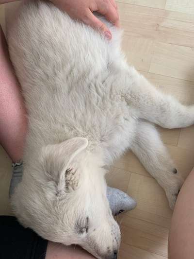 Welpen Bilder !-Beitrag-Bild