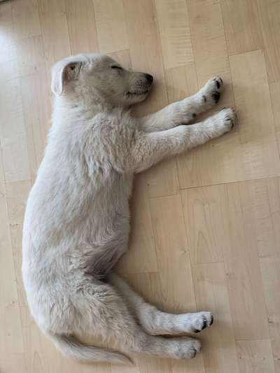 Weißer Schweizer Schäferhund-Beitrag-Bild