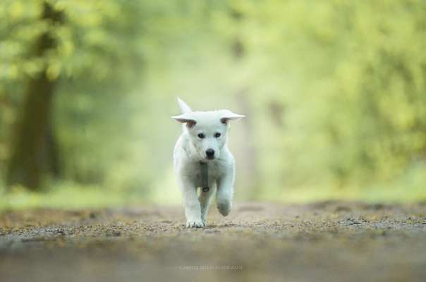 Die wunderschöne Welt mit Hund.-Beitrag-Bild