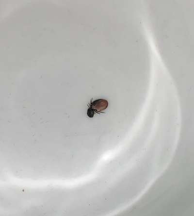 Zecke mit großem Kopf?-Beitrag-Bild