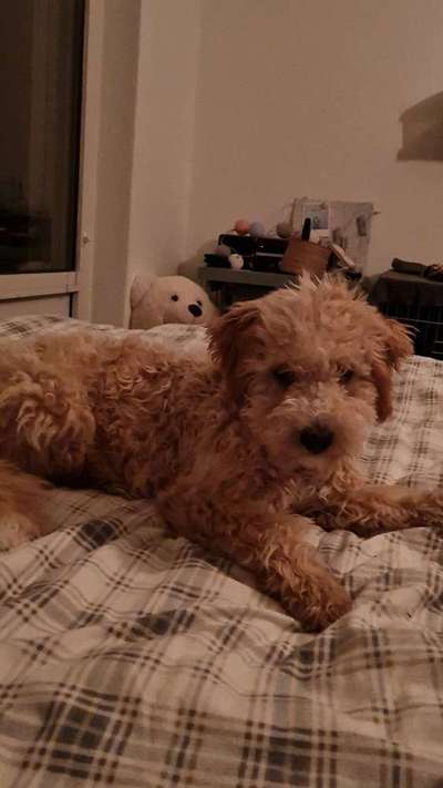 Zeigt her eure Pudel und Pudelmischlinge (:-Beitrag-Bild