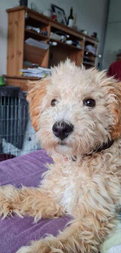 Zeigt her eure Pudel und Pudelmischlinge (:-Beitrag-Bild