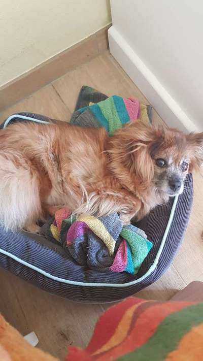 Fotochallenge Nr. 56 - geliebte Senioren-Beitrag-Bild