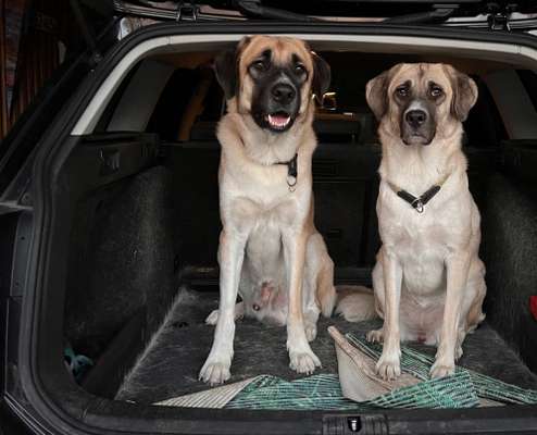 Herdenschutzhunde-Beitrag-Bild