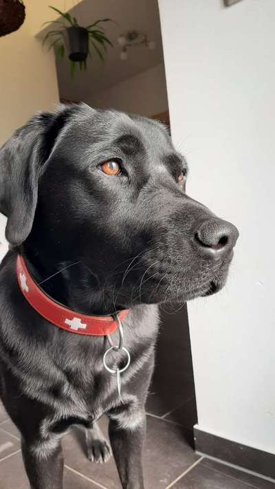 Die Dogorama Kalender Challenge Titelbild-Beitrag-Bild