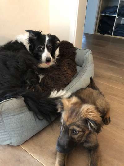 Regenbogenbrücke-Beitrag-Bild