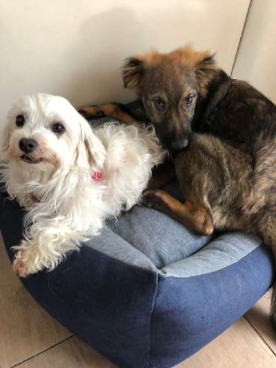 Hund aus dem Spanischen Tierschutz-Beitrag-Bild