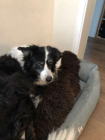 Regenbogenbrücke-Beitrag-Bild