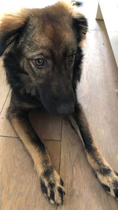 Hund aus dem Spanischen Tierschutz-Beitrag-Bild