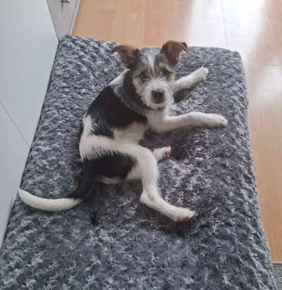 Hundetreffen-Soziale Kontakte-Bild