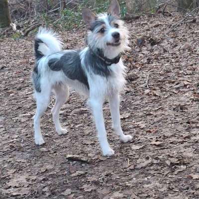 Hundetreffen-Auf der Suche nach Spiel so wie Gassi Gefährten.-Bild