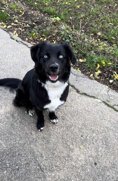 Australian Shepherd Mix-Beitrag-Bild