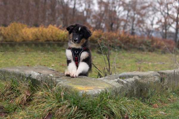 Foto's und Hundemodels-Beitrag-Bild