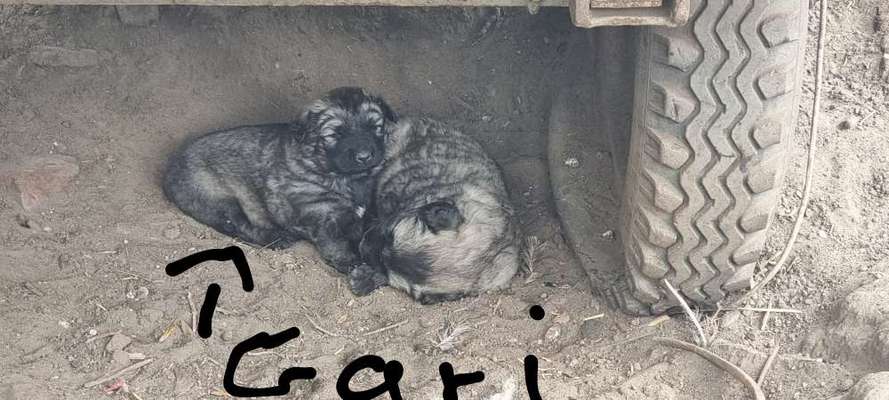 Welpen Bilder !-Beitrag-Bild