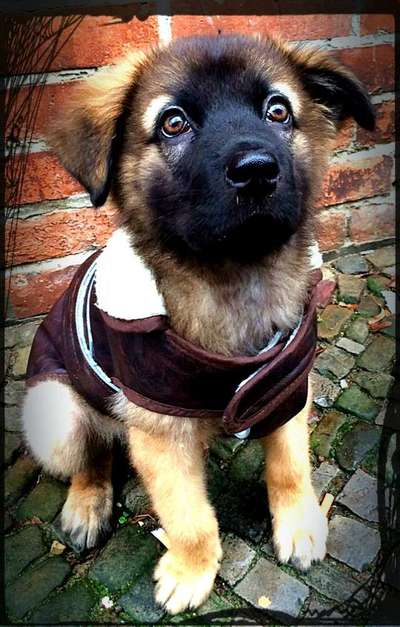 Welpen Bilder !-Beitrag-Bild